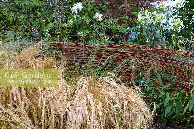 A pleached hedge made of willow wicker dividing two parts of the garden,  The Normandy 1066 Medieval Garden, RHS Hampton Court Flower Show in 2016