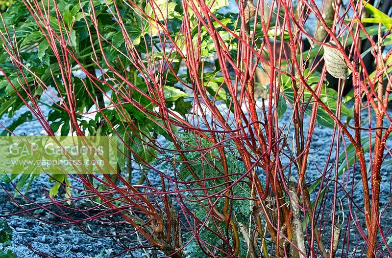 Cornus alba 'Sibirica' in winter sunshine