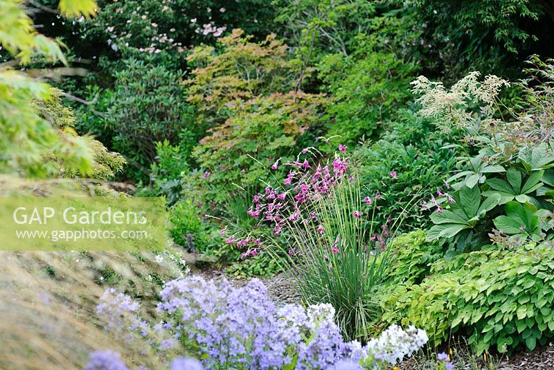 Dierama Wildside Hybrids