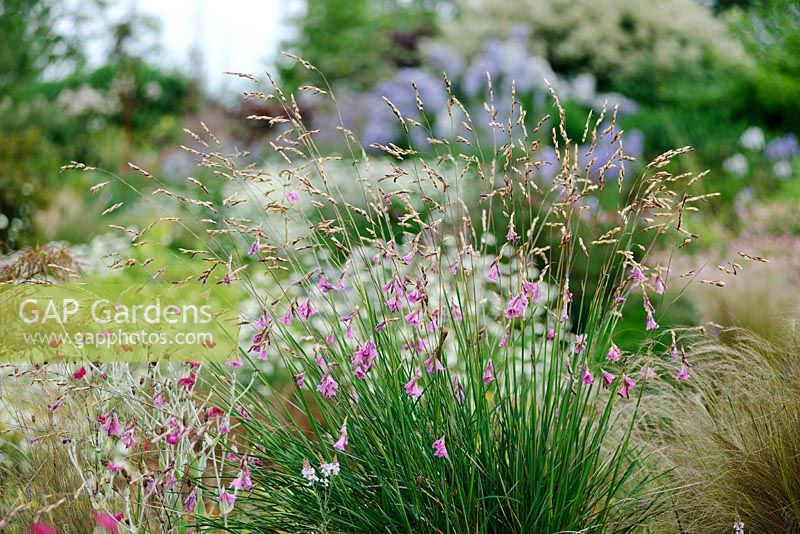 Dierama 'Wildside Hybrids'