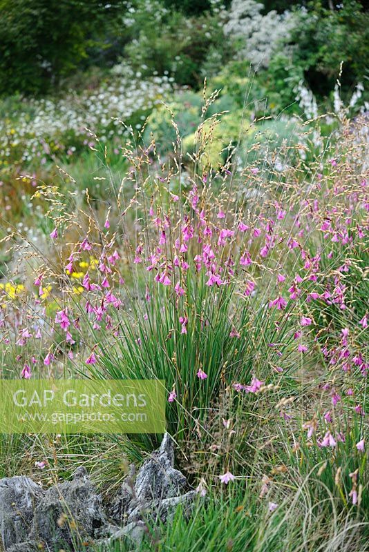 Dierama 'Wildside Hybrids'