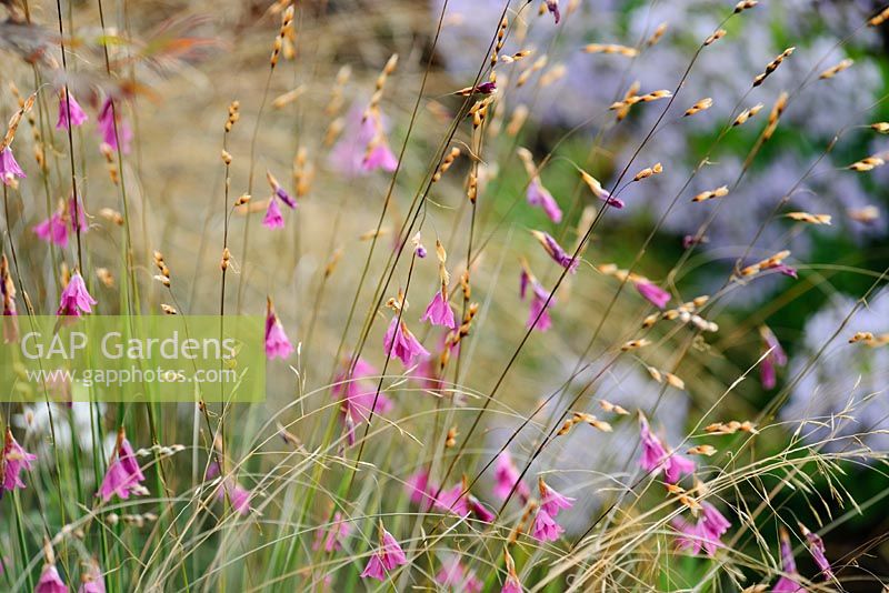 Dierama 'Wildside Hybrids'