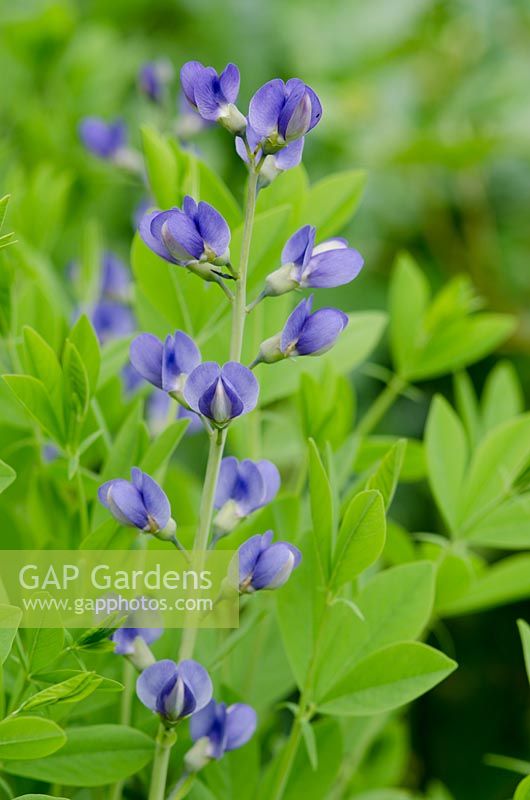 Baptisia australis