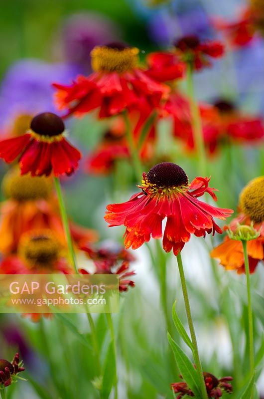 Helenium hoopesii 'Moerheim Beauty'