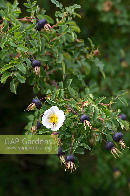 Rosa pimpinellifolia - Rosehips and a flower in July