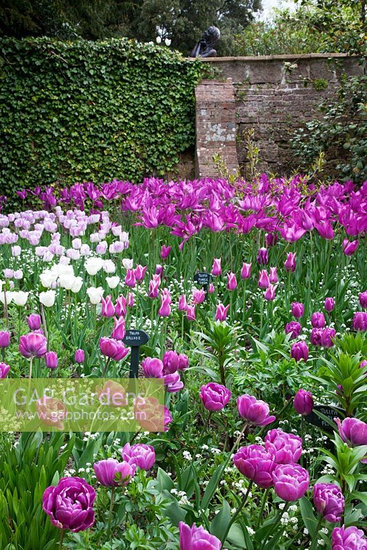 Tulipa 'Blue Diamond', Tulipa 'Ballade',  Tulipa 'Honeymoon', Tulipa 'Shirley' and 'Purple Dream' with sculpture 'Sun Worshipper' 