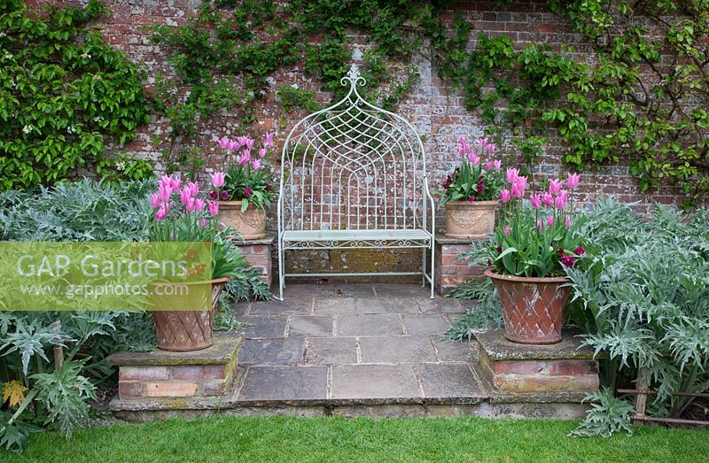 Decorative ironwork seat on stone patio flanked  with terracotta pots filled with Tulipa 'China Pink' underplanted with a dark red Pansy,and  silver foliage of Artichokes  in the potager.Pashley Manor