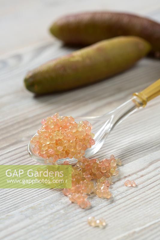 Citrus australasica, Australian finger lime, pale pink beads of the flesh on a glass spoon with whole fruit in the background.