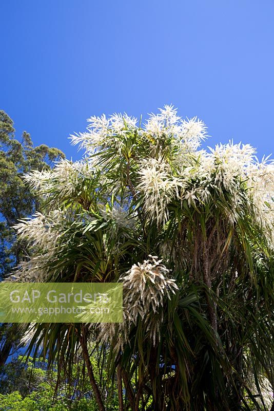 Cordyline australis, Cabbage tree, with strappy pendulous leaves and masses of pure white flowers.