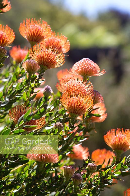 Leucospermum cordifolium, Showy pinchusion, detail of a shrub with multiple orange brush shaped flower heads.