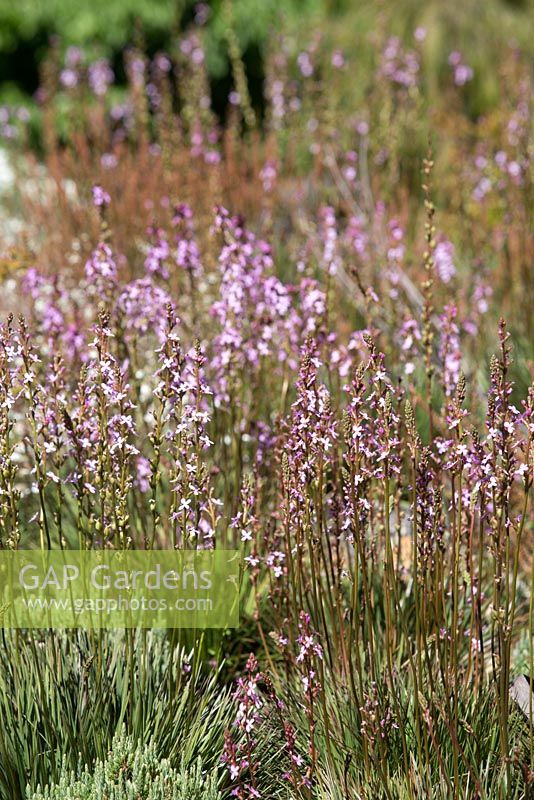 Stylidium graminifolium, Grass triggerplant, with pink flowers held on thin stems growing in a rockery garden.