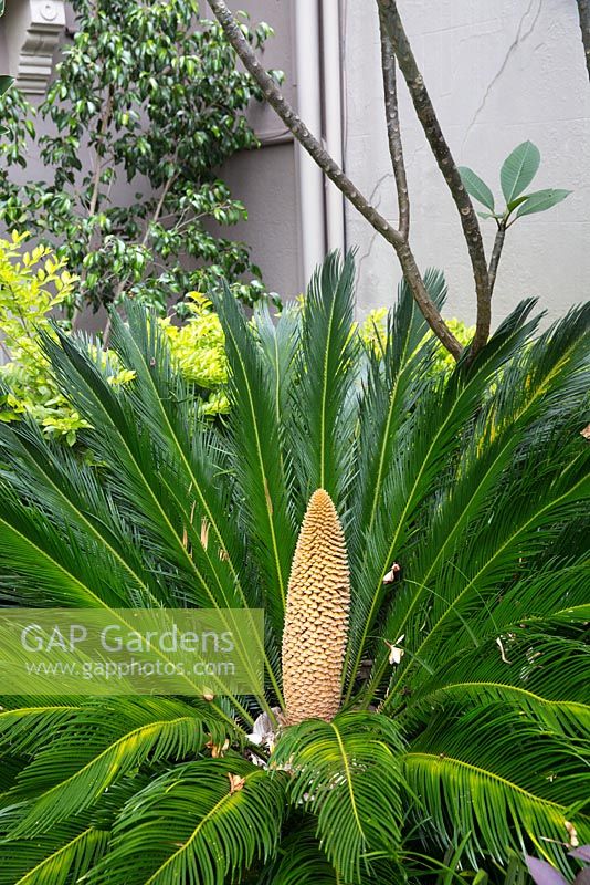 Cycas revoluta, sago palm, growing in the front garden of a terrace with dark green fronds and an orange male flower with a flowering Plumeria, Frangipani in the background.