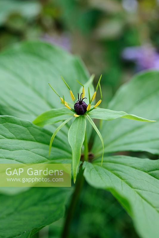 Paris quadrifolia