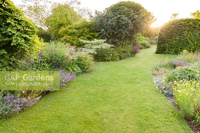 Dawn light over a herbaceous border featuring plants including Astrantia major, Nepeta, Salvia nemorosa and Anthemis tinctoria 'E.C. Buxton' at Bluebell Cottage Gardens, Cheshire 