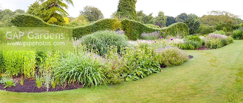 A yew hedge provides a backdrop to two large herbaceous borders at Bluebell Cottage Gardens, Cheshire. Plants include: ornamental grasses, Phlomis russeliana, Veronicastrum, Lychnis coronaria, Agastache, Geraniums and Papaver somniferum