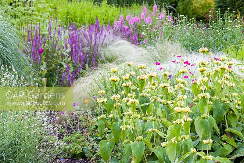 A section of a herbaceous border at Bluebell Cottage Gardens, Cheshire. Plants include ornamental grasses such as Stipa as well as  Phlomis russeliana, Salvia nemorosa, Lychnis coronaria, Papaver somniferum and Sidalceas