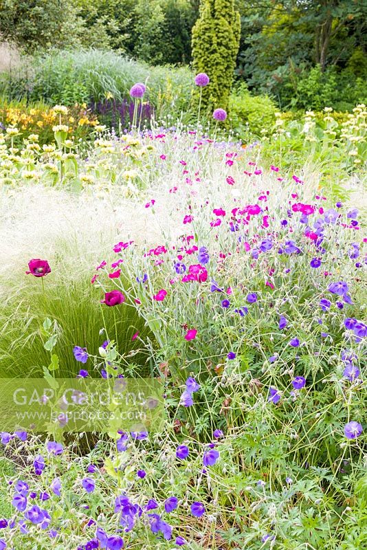 A section of a herbaceous border  at Bluebell Cottage Gardens, Cheshire. Plants include ornamental grasses, Phlomis russeliana,  Lychnis coronaria, Papaver somniferum, Alliums and Geraniums