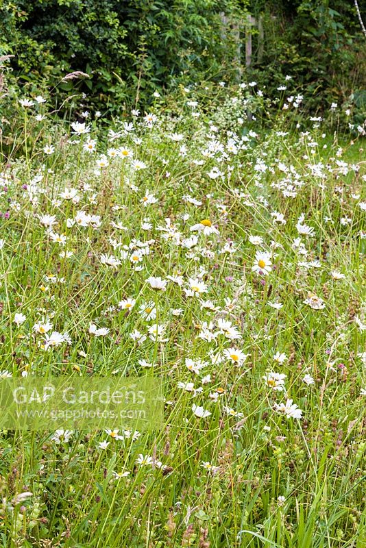 Leucanthemum vulgare - ox-eye daisies in flower in an orchard at Bluebell Cottage Gardens, Cheshire 