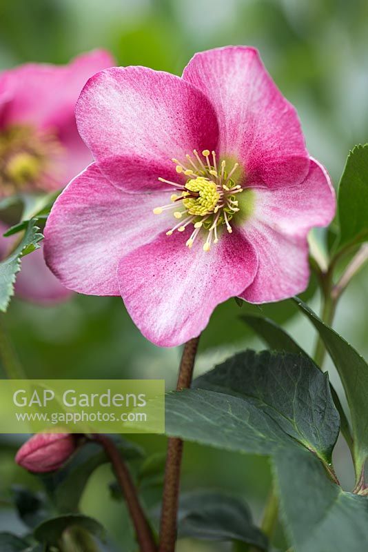 Helleborus orientalis 'Madame Lemonnier'