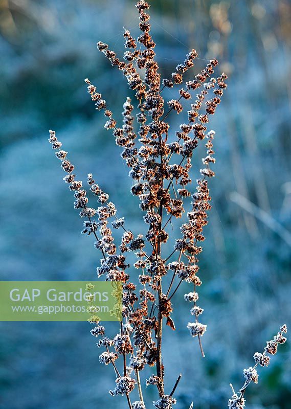 Rumex crispus. Frost covered Dock plants on Cannock Chase in Winter