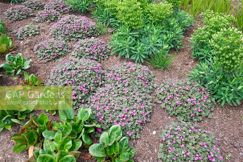 Geranium 'Orkney Cherry', Bergenia 'Overture' and Euphorbia characias 'Humpty Dumpty'