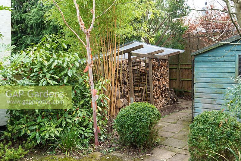 Log store and garden shed concealed by Aucuba japonica and bamboo.