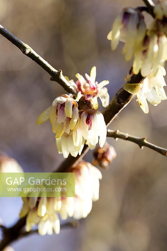 Chimonanthus praecox 'Grandiflorus'