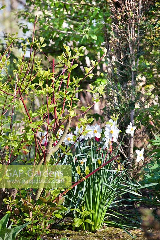 Cornus alba 'Sibirica' and Narcissus 'Actaea' in spring border.