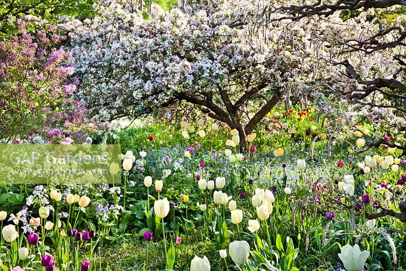 Tulip meadow. Myosotis - forget me nots. Malus floribunda. Hermannshof Weinheim Germany