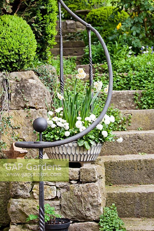 Stone step stairway with iron fence and spring container of daffodils and Bellis perenis.