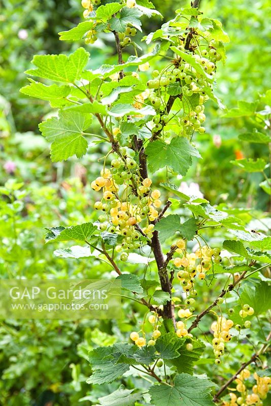 Ribes rubrum - White currant