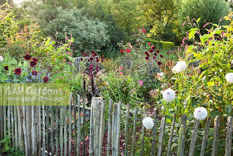 Summer border with wooden fence. Planting includes Dahlia 'Eveline', Persicaria orientale,  Verbena bonariensis, Amaranthus paniculatus and  Dahlia 'Karma Choc'.