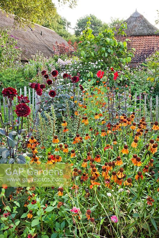 Summer border of perennials and Dahlias: Dahlia 'Karma Choc', Helenium 'Moerheim Beauty', Rosa 'Salita', Tagetes linnaeus and'Burning Embers'.