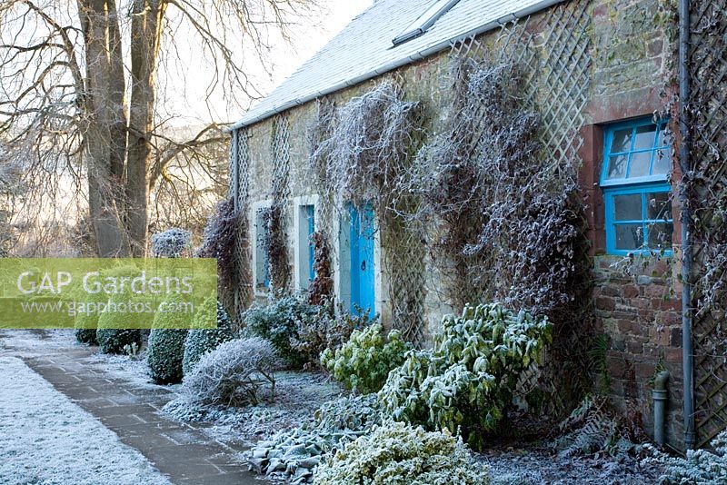 Courtyard garden featuring frosted rhododendrons, bergenia, euonymus, box topiary by converted stable house