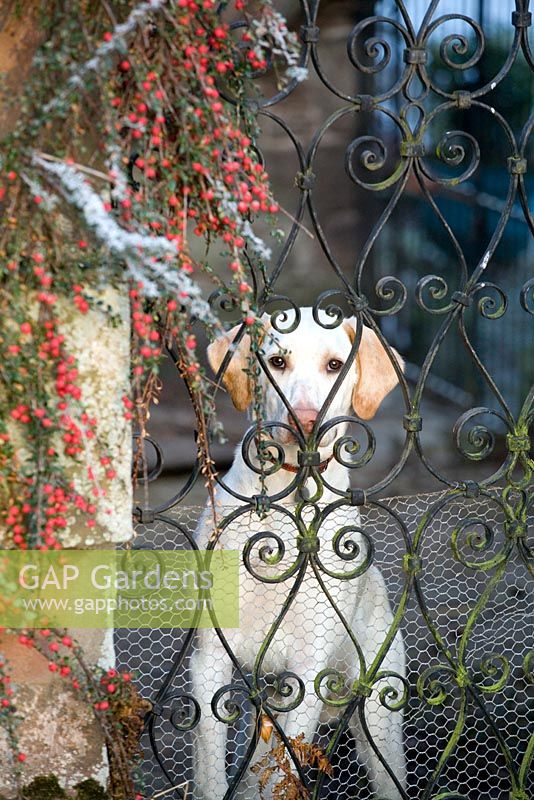 Dog behind a gate