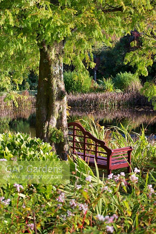 Bench and Persicaria campanulata beneath Metasequoia glyptostroboides 'Emerald Feathers'