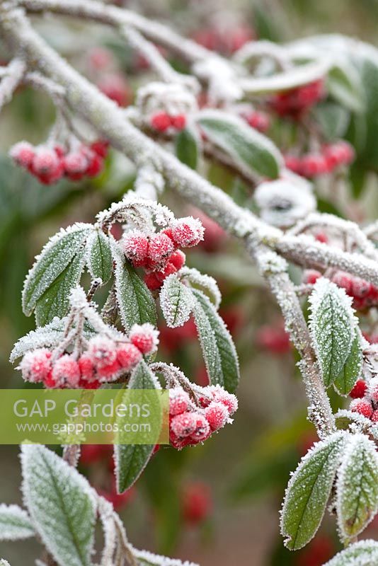 Frosty berries and foliage of Cotoneaster cornubia