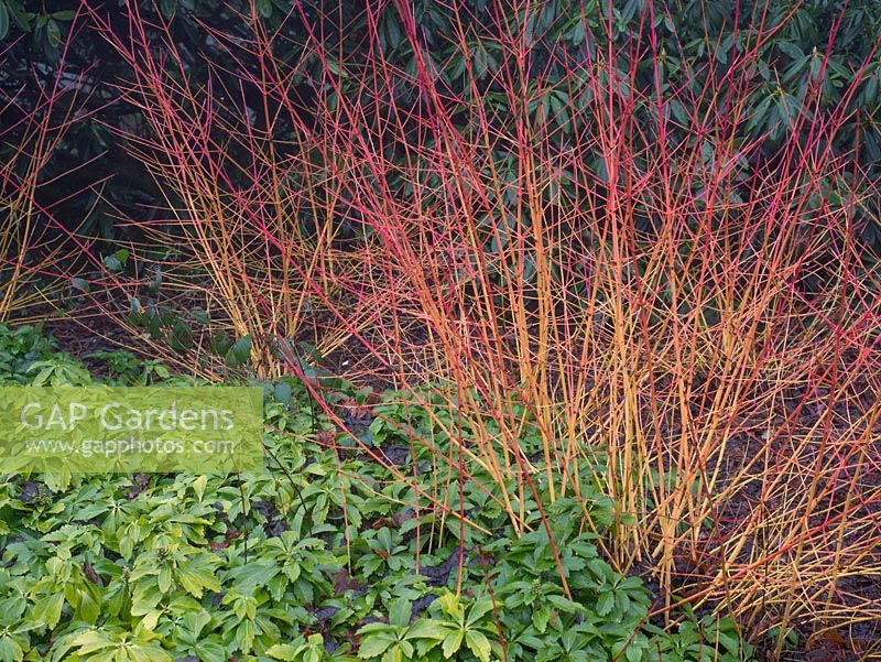 Cornus sanguinaea 'Winter Flame' - Orange Dogwood underplanted with pachysandra ground cover with rhododendron behind