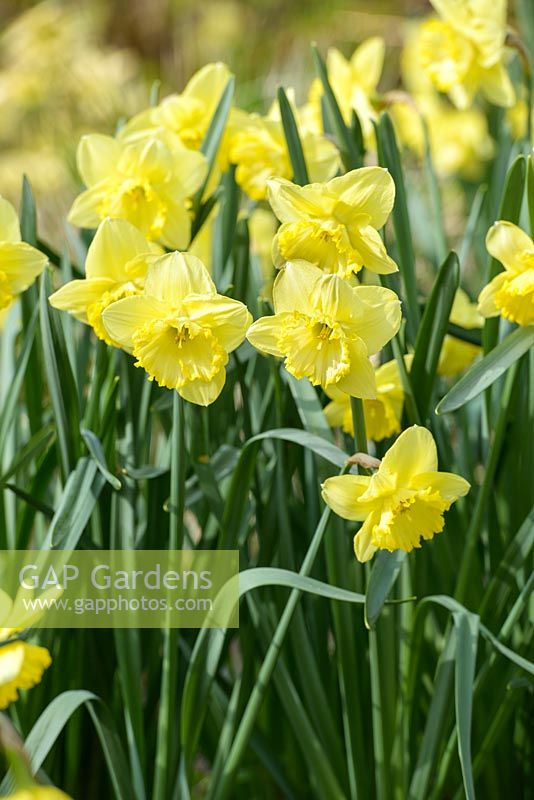 Narcissus 'Saint Patrick's Day'