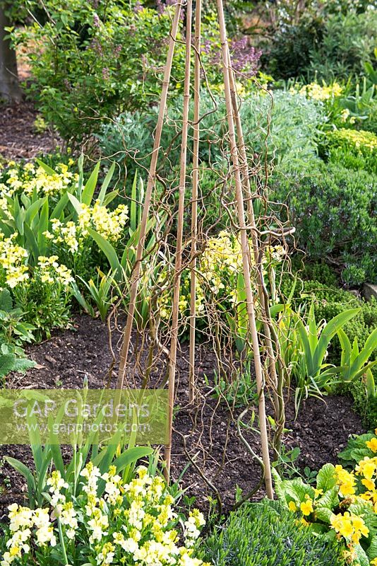 Plant support for sweet peas. Bamboo wigwam with low support from twiggy sticks.