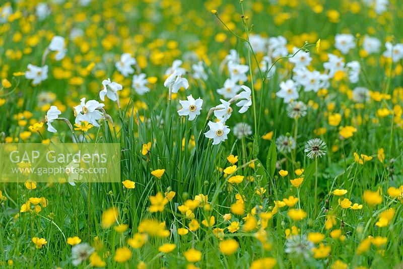Meadow with naturalised Narcissus poeticus var. recurvus and buttercups