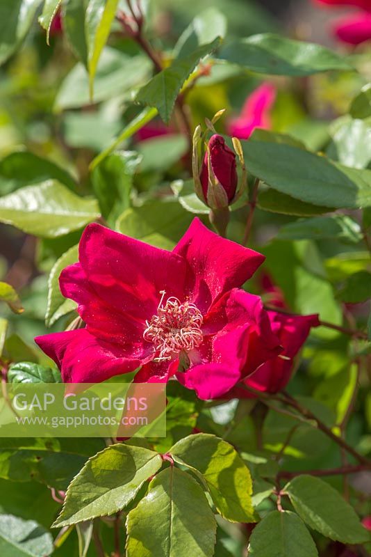 Rosa odorata Sanguinea Group 'Bengal Crimson'