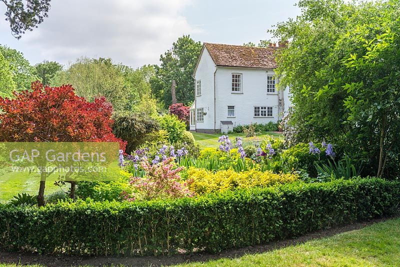 Informal country garden with mixed planting of bearded irises and coloured leaved shrubs including cotinus, euonymus and weigela. Box edging.