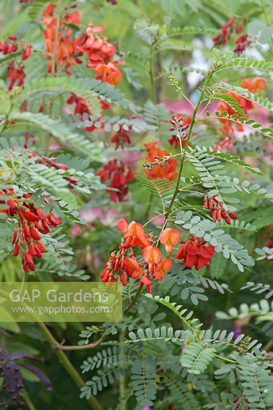 Sesbania punicea - Scarlet wisteria