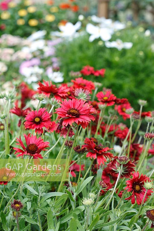 Gaillardia 'Firewheels'