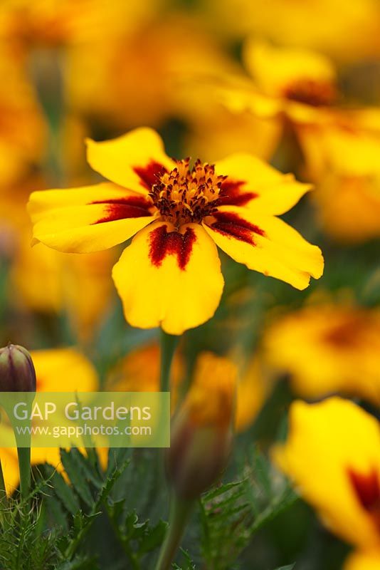 Tagetes patula 'Naughty Marietta'