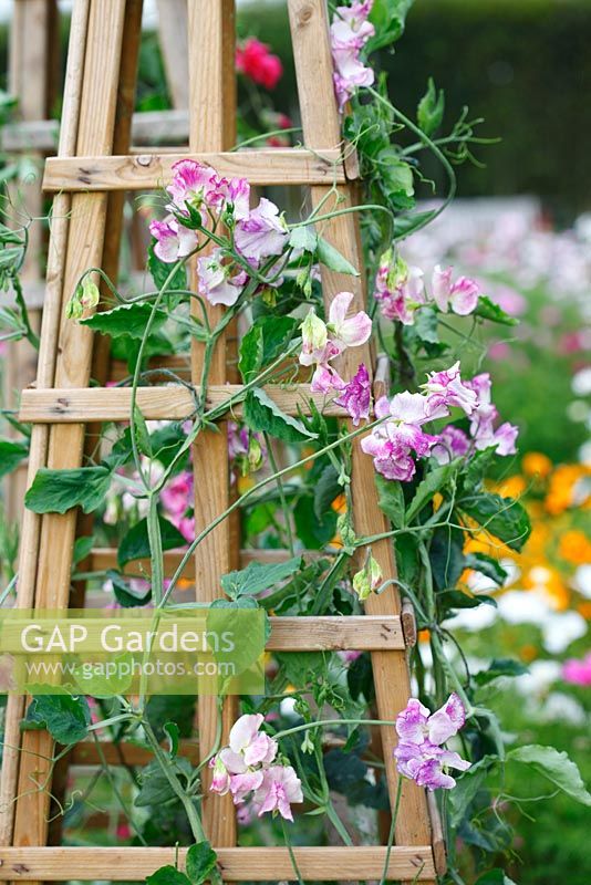 Lathyrus odoratus 'Darcey Bussel' 