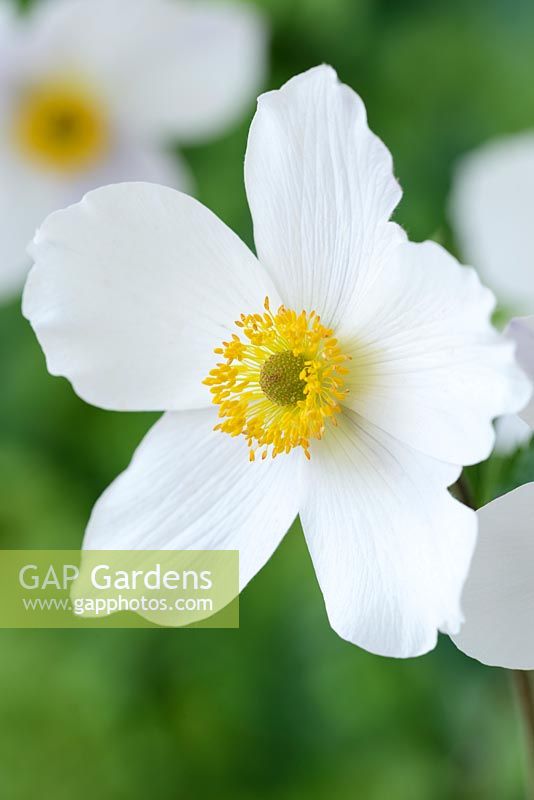 Anemone Wild Swan - 'Macane001'

