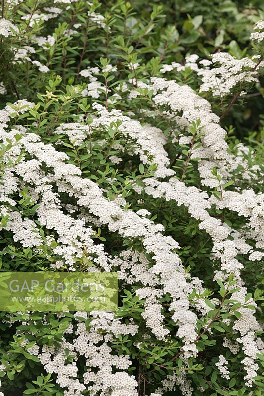 Spiraea nipponica 'Snowmound'