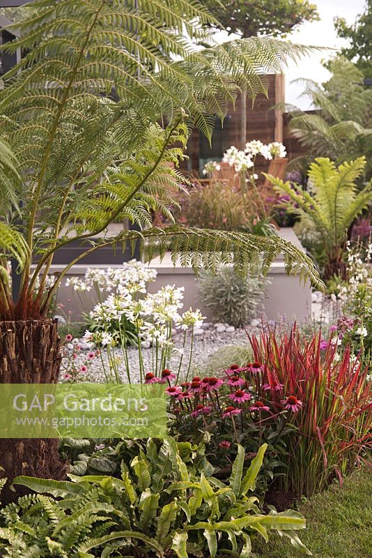 White Agapanthus, Dicksonia antarctica, Imperata cylindrica, Asplenium scolopendrium and Echinacea purpurea - Through The Looking Glass at RHS Tatton Park Flower Show 2016